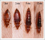 ساس‌های تختخواب